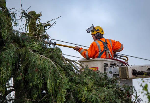 Best Tree Trimming and Pruning  in Sparks, GA