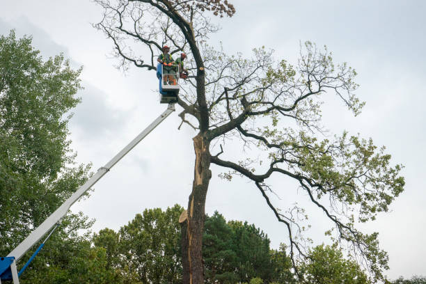 Professional Tree Services in Sparks, GA