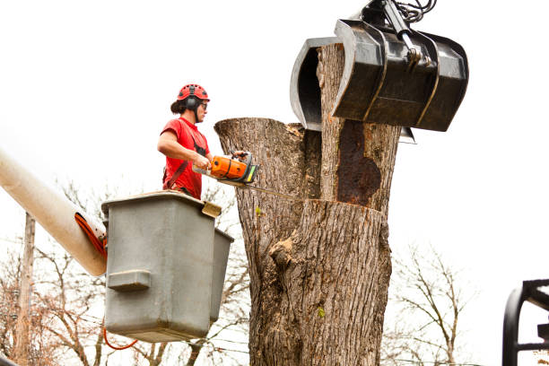 How Our Tree Care Process Works  in  Sparks, GA